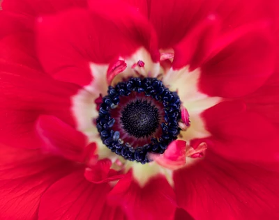 Close-up of a vibrant red flower blossom with intricate petals and a striking black center, set against a blurred red background.