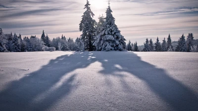 Árboles cubiertos de nieve proyectando sombras en un paisaje invernal helado