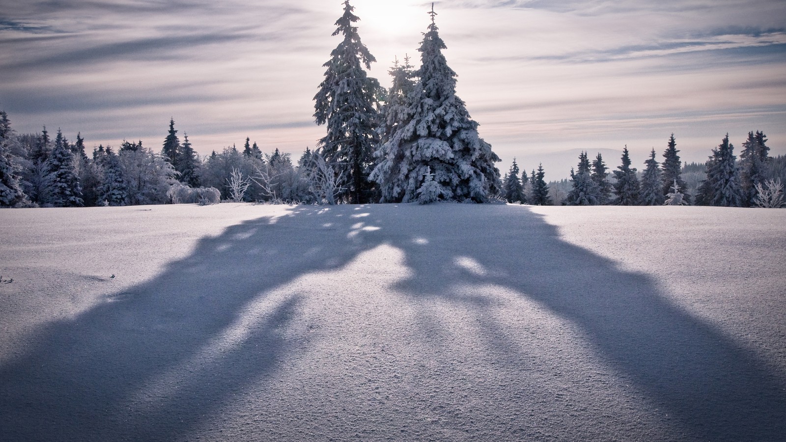 Descargar fondo de pantalla árbol, invierno, nieve, naturaleza, congelación