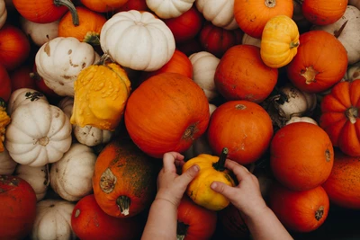 Autumn Harvest: A Vibrant Collection of Pumpkins and Gourds