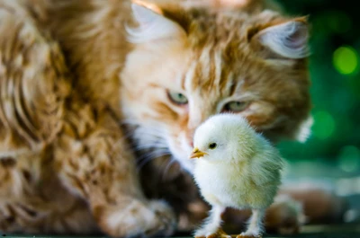 Gato Curioso e Pintinho Brincalhão: Um Encontro de Fofura