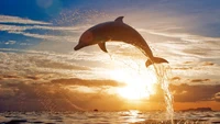 Dauphin à nez de bouteille joyeux sautant contre un ciel de coucher de soleil