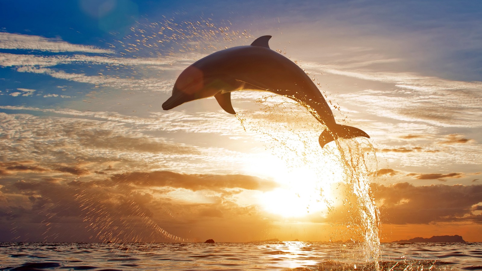 Un dauphin sautant hors de l'eau au coucher du soleil (dauphin à nez de bouteille, dauphin, eau, nuage, lumière)