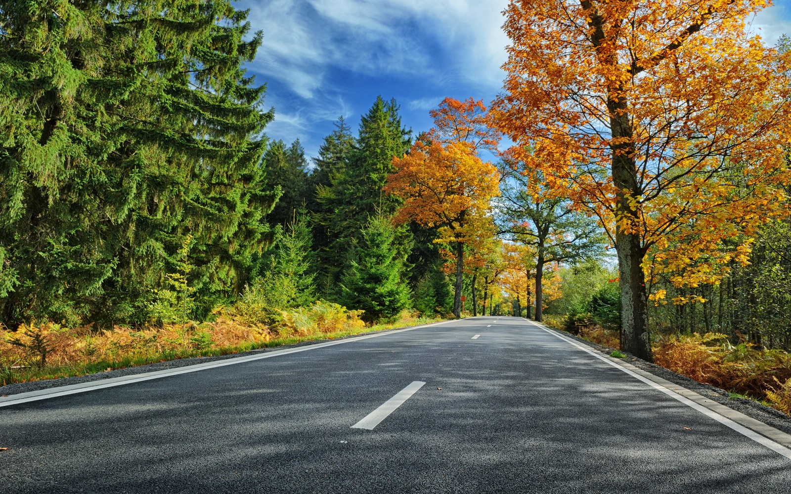 Lade straße, asphalt, baum, blatt, natur Hintergrund herunter