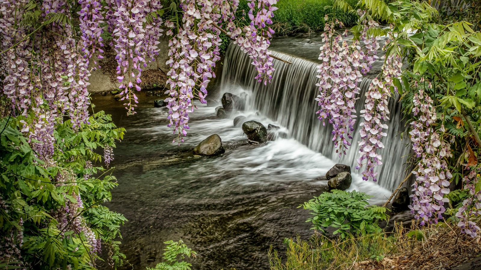 Um close em uma cachoeira com flores roxas na água (cachoeira, natureza, curso dágua, água, planta)