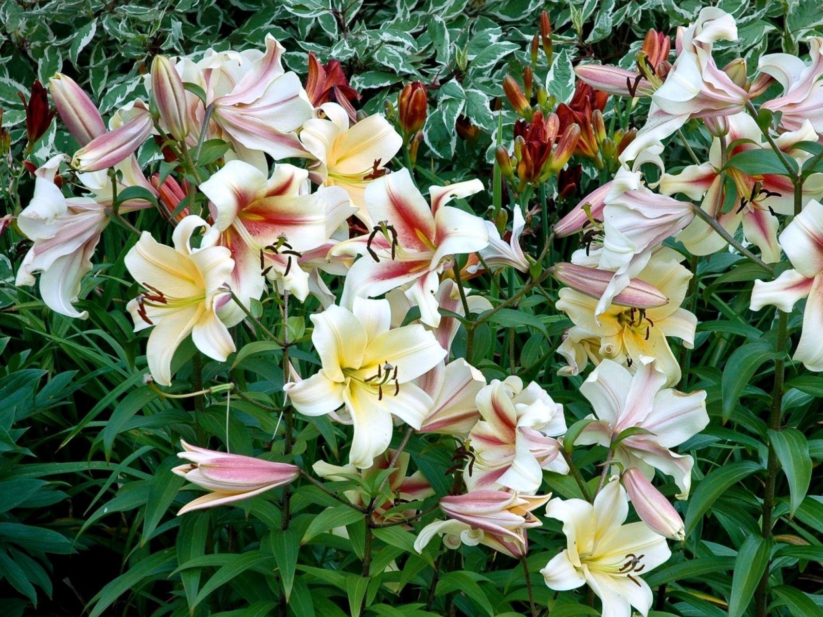 Il y a de nombreux types de fleurs dans le jardin (lys, plante à fleurs, plante, pétale, lys dun jour)