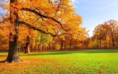 Lebendige Herbstlandschaft mit goldenem Laub und sonnenbeschienener Hain