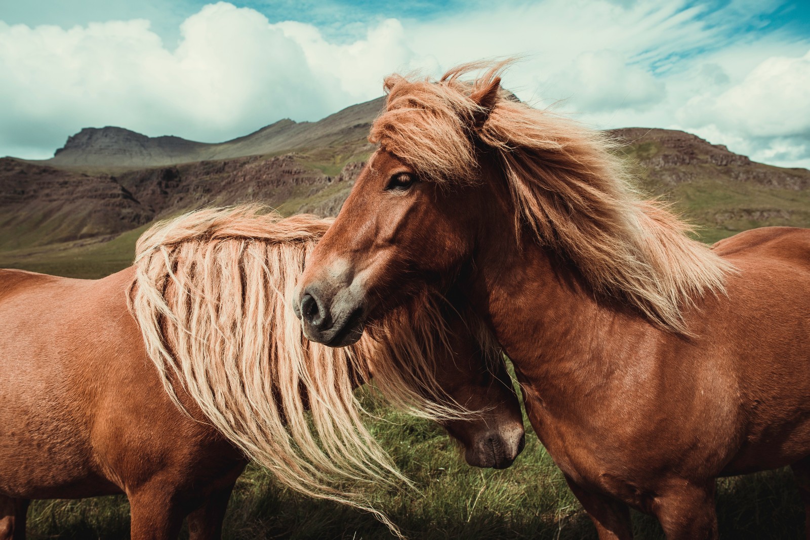 Hay dos caballos de pie en un campo con montañas al fondo (caballo, melena, cabello, caballo mustang, vida silvestre)