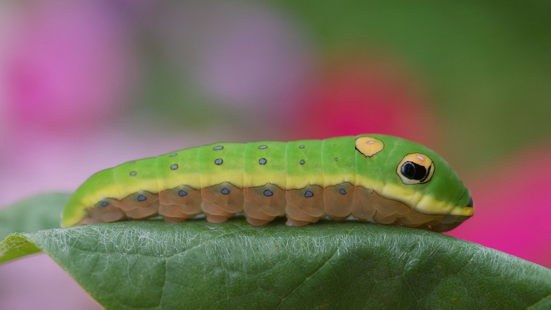 Крупный план гусеницы на листе с розовым цветком на фоне (larva, насекомое, беспозвоночные, бабочка, макросъемка)