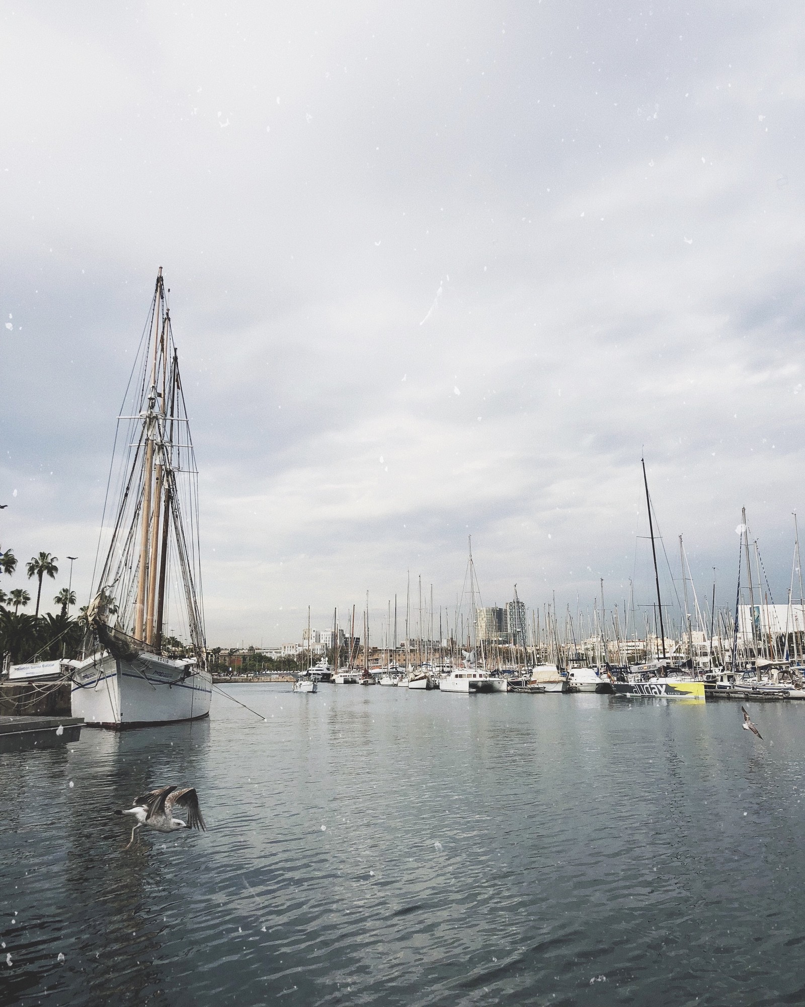 Barcos estão atracados na água com alguns pássaros voando ao redor. (marina, vela, navegação, mastro, barco)