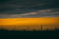 Pradera dorada bajo nubes dramáticas