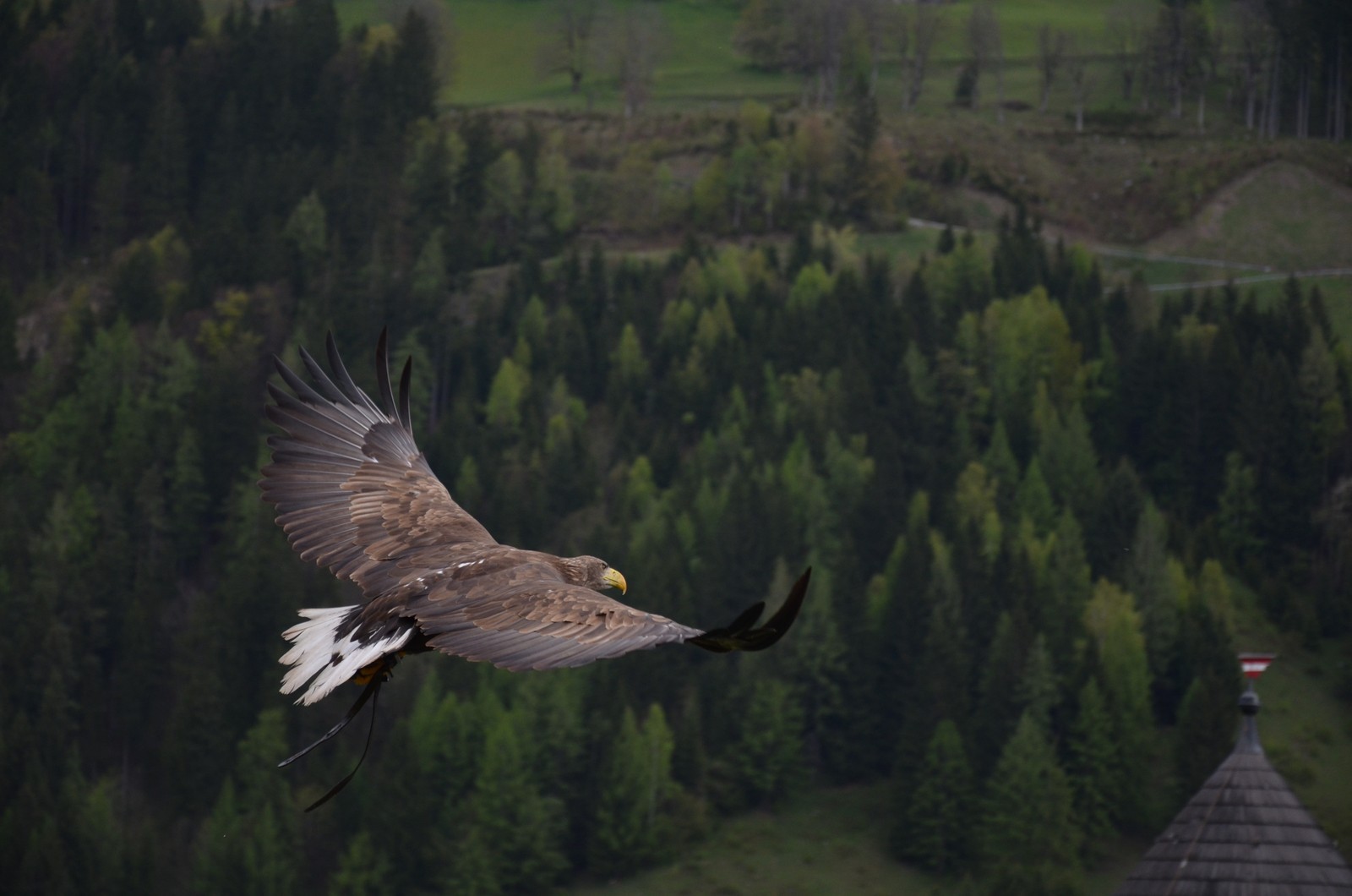 Descargar fondo de pantalla águila calva, águila dorada, águila, ave de presa, ave