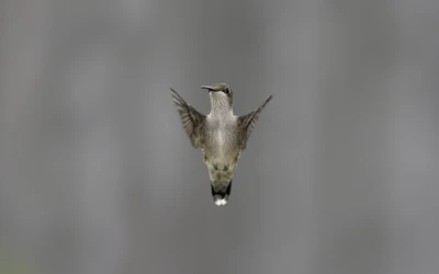 Colibrí flotante en vuelo