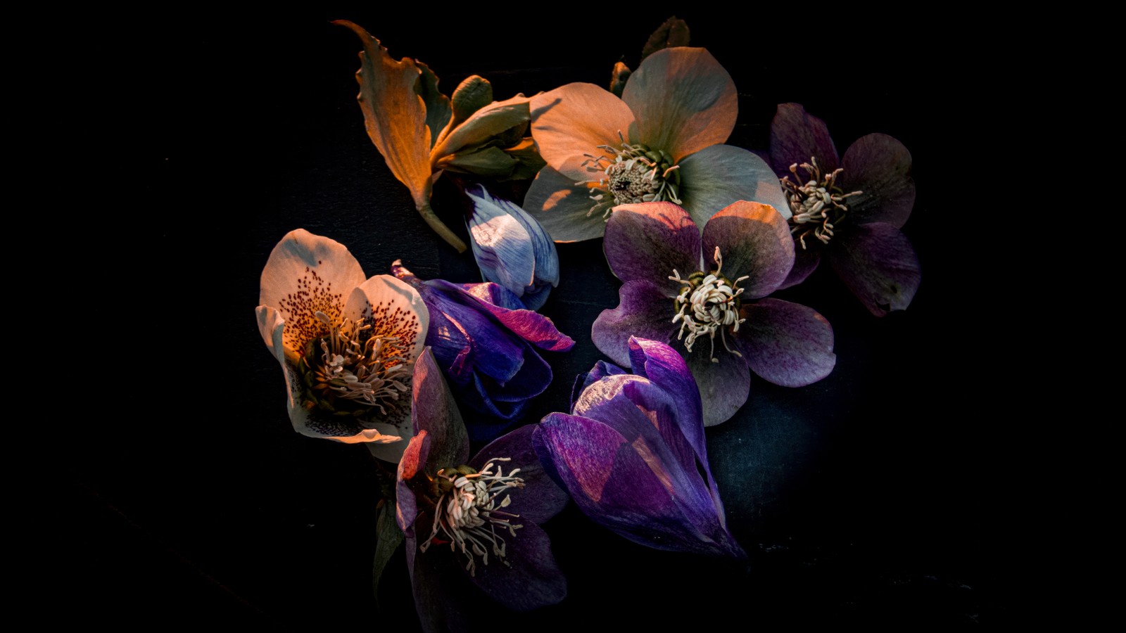 Il y a beaucoup de fleurs sur une surface noire (hellebore flowers, esthétique sombre, floraison, amoled, arrière plan noir)