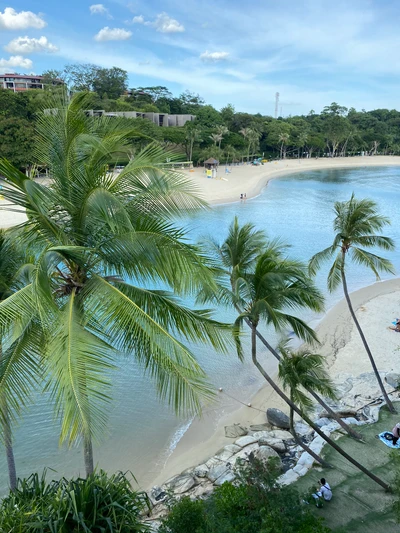 mar, playa, palmeras, agua, turismo