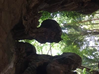 Natural Arch Framed by Old Growth Forest and Lush Foliage