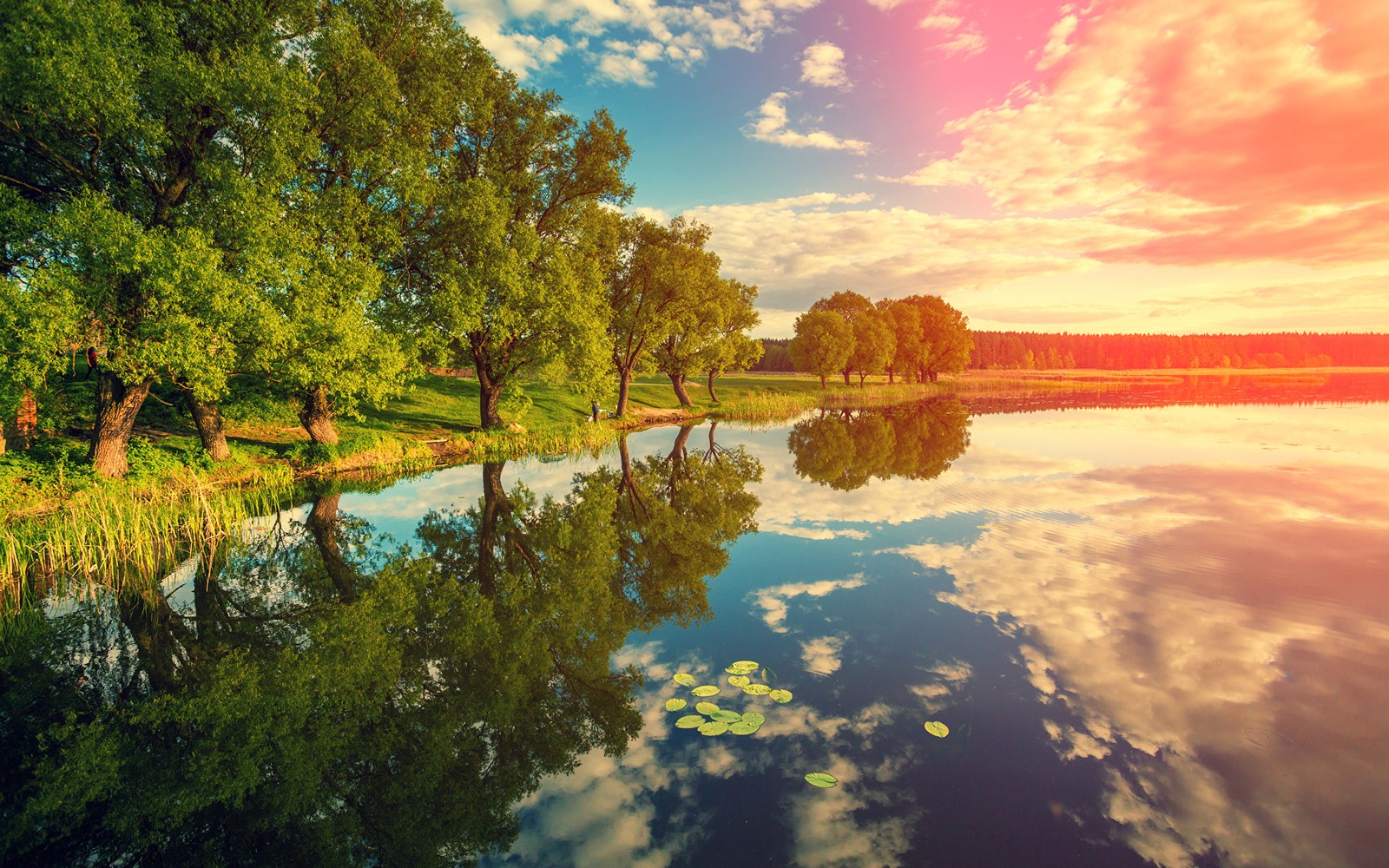 Ein schöner sonnenuntergang über einem see mit bäumen und seerosen (hdmi, reflexion, natur, wasser, baum)