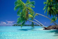 Tropical paradise with swaying palm trees and crystal-clear waters.