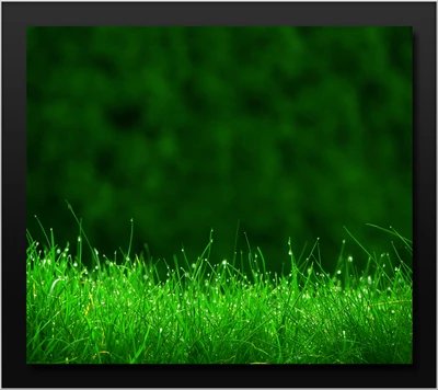 Macro View of Dew-Kissed Green Grass