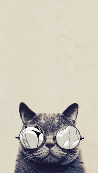 cat, moto g wallpaper