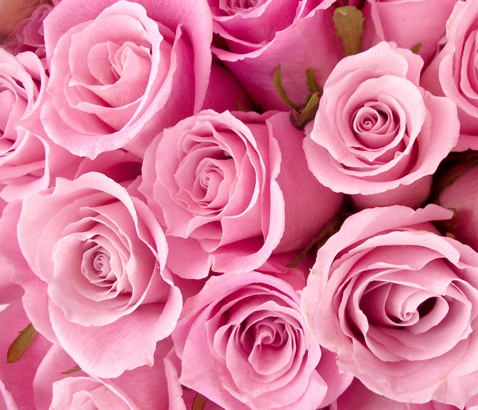 Um close-up de um buquê de rosas pink com folhas verdes (flores, rosas)