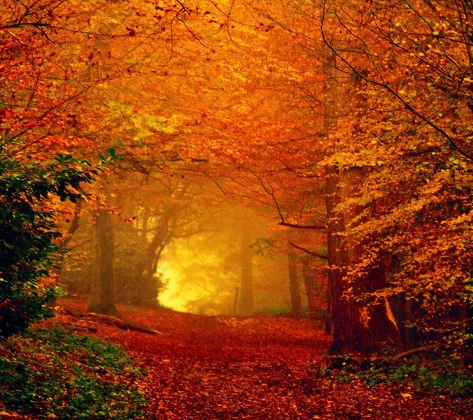 A view of a path through a forest with trees in the fog (autumn, leaves, nature, shine)