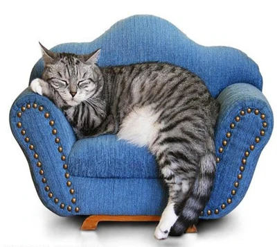 Sleeping Kitty on a Cozy Blue Couch