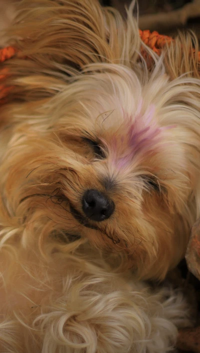 Adorable cachorro Yorkie durmiendo en una cesta acogedora