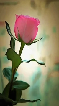 flower, rose wallpaper