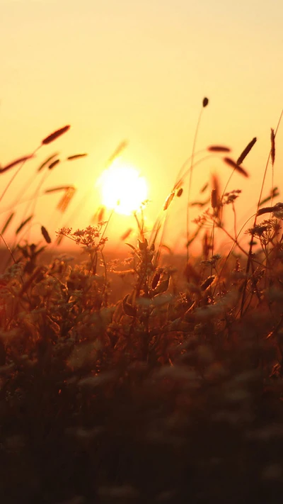 marron, brillance, soleil, blé