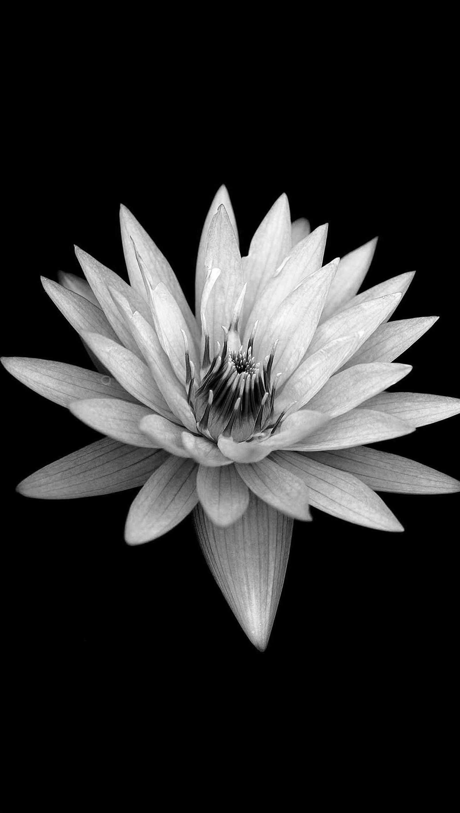 Une photo noir et blanc d'une fleur sur fond noir (sombre, fleur, nature, blanc)