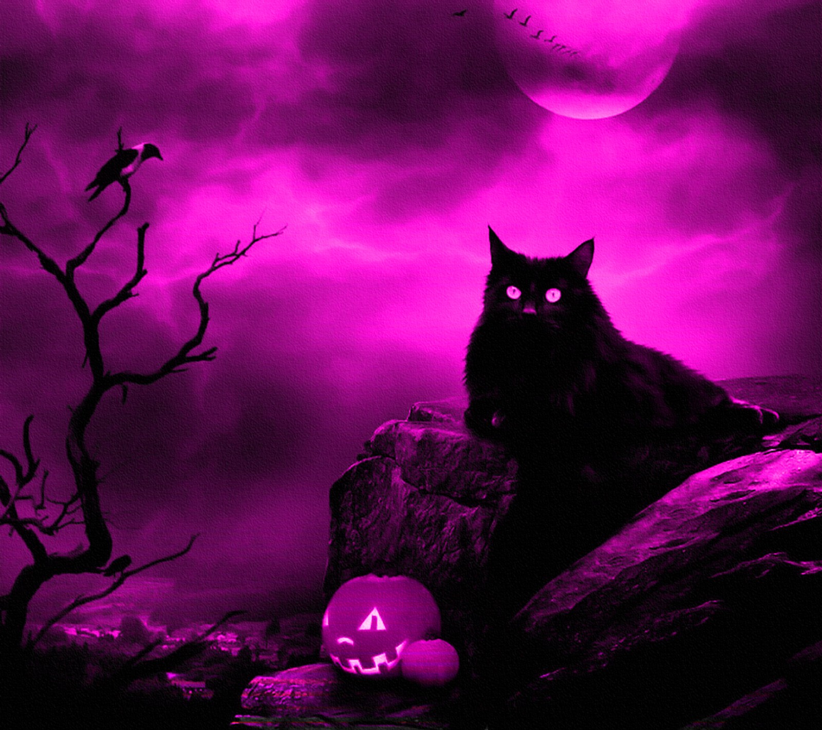 Gato roxo e preto sentado em uma rocha com uma abóbora de halloween (halloween, gatinho)