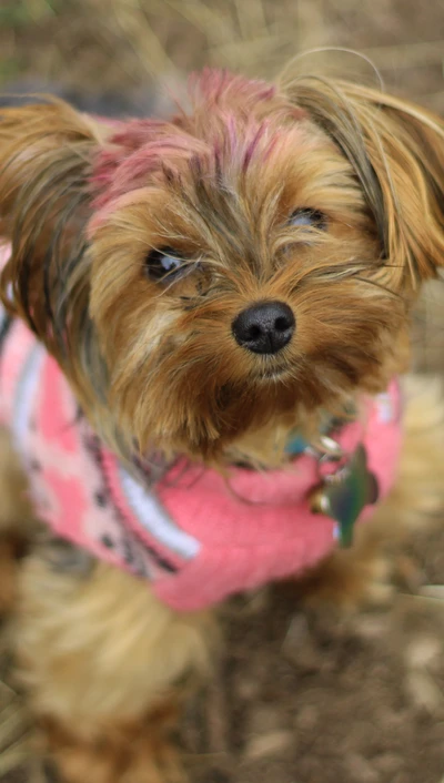 adorable, cute, dog, nature, precious