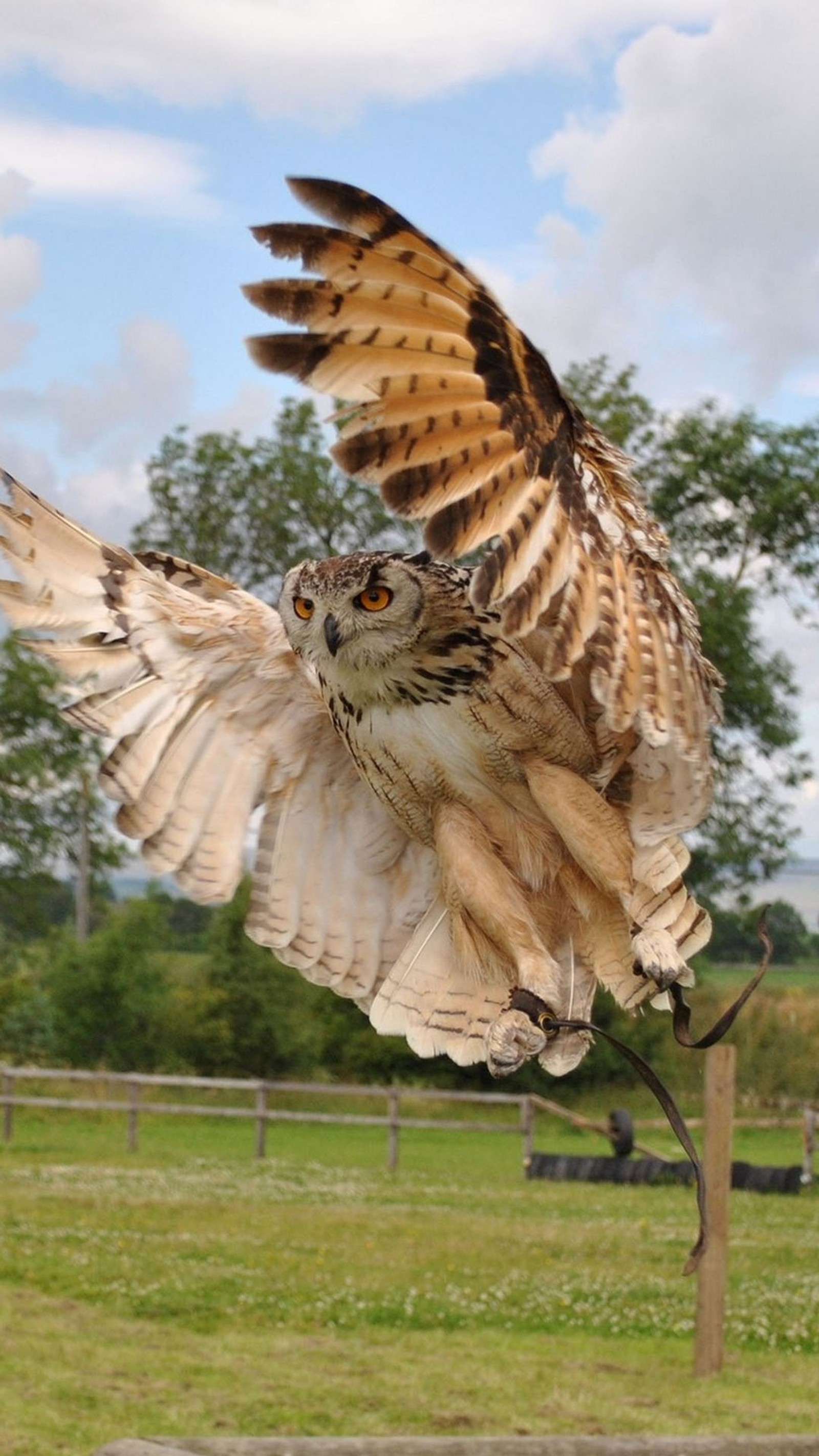 Il y a un grand hibou qui vole dans les airs (volant, chouette)