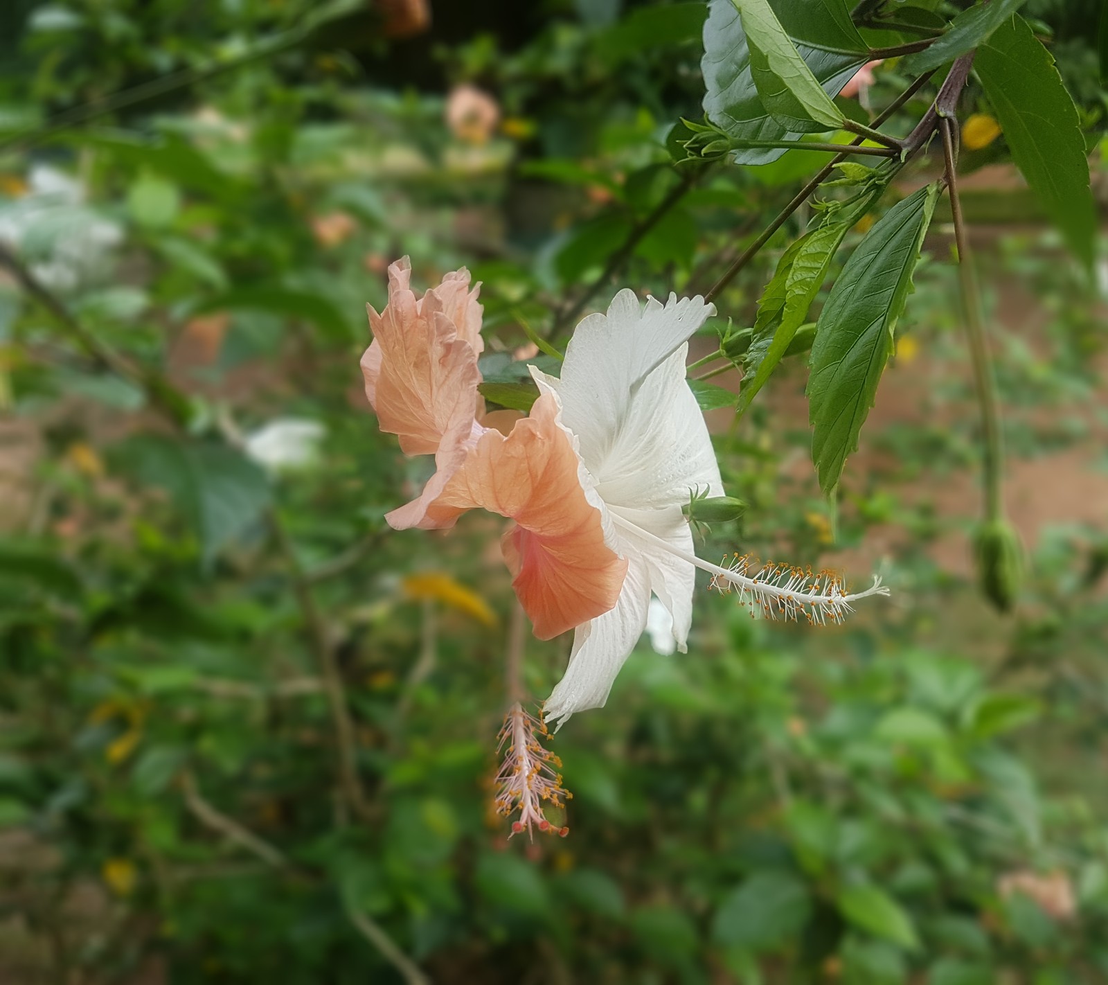 Hay una flor blanca y rosa colgando de un árbol (divertido, feliz cumpleaños, amor, mamá)