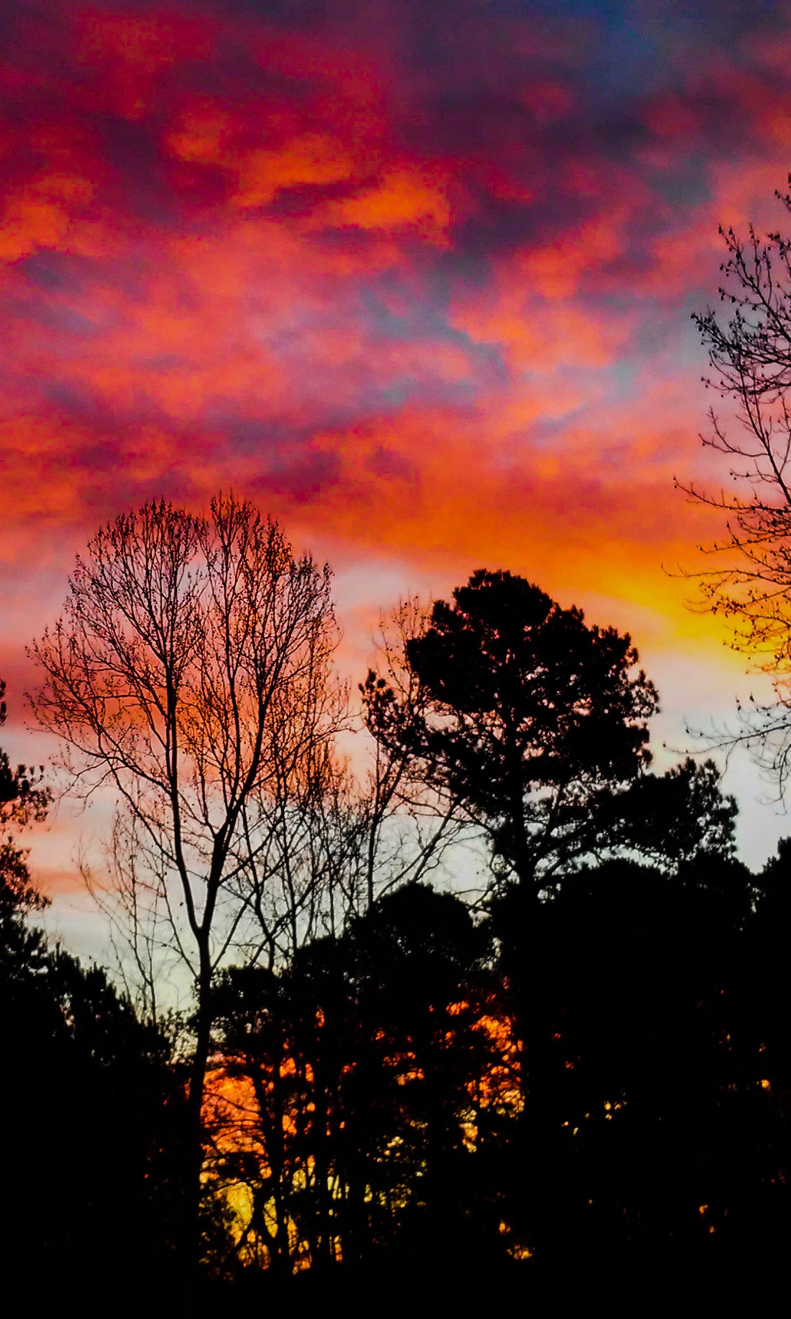 Trees are silhouetted against a colorful sky at sunset (nature, orange, red, sunset)