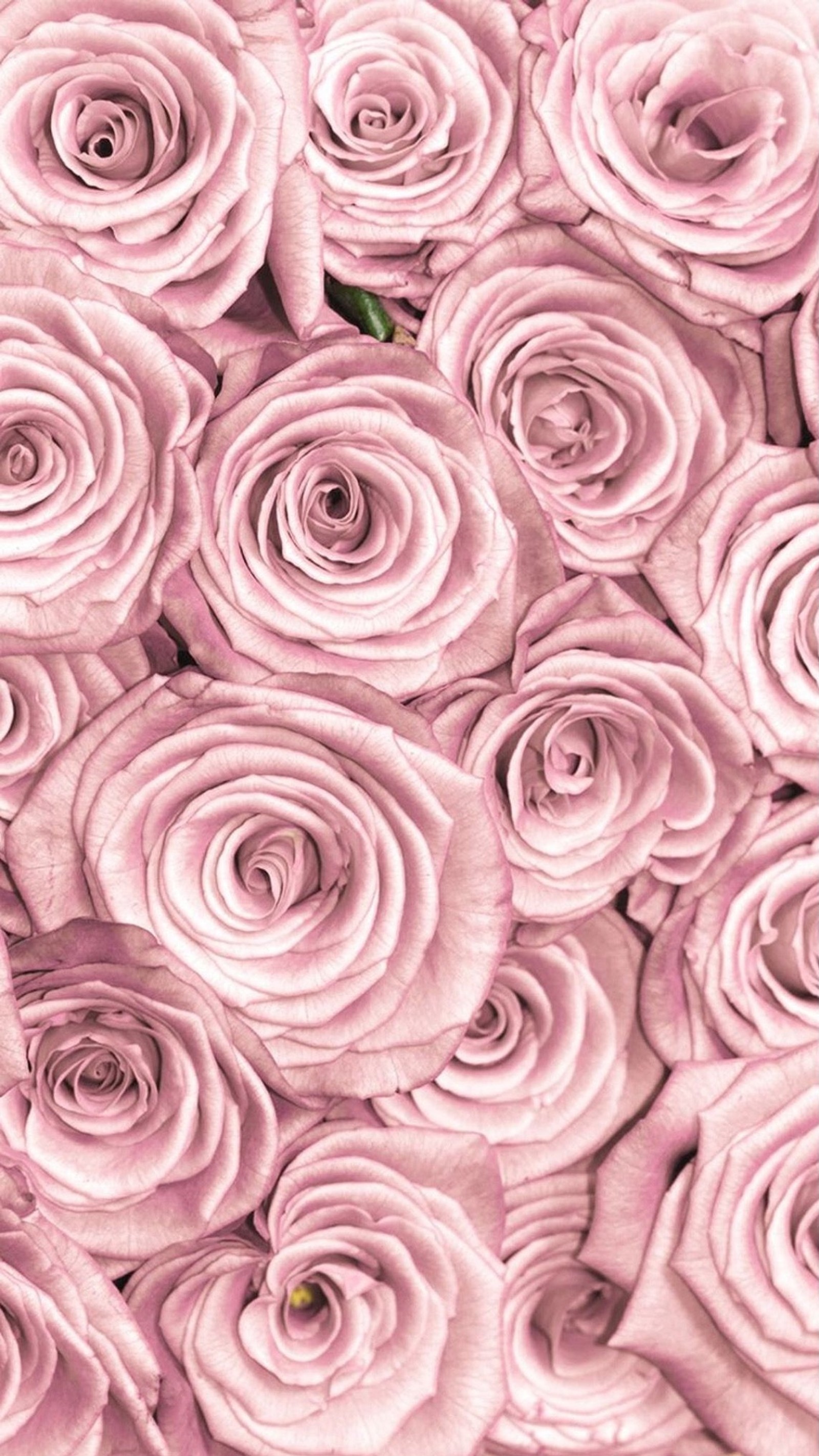 Viele rosa rosen, die in einem bündel zusammen sind (diamanten, blumen, gold, muster, rosa)