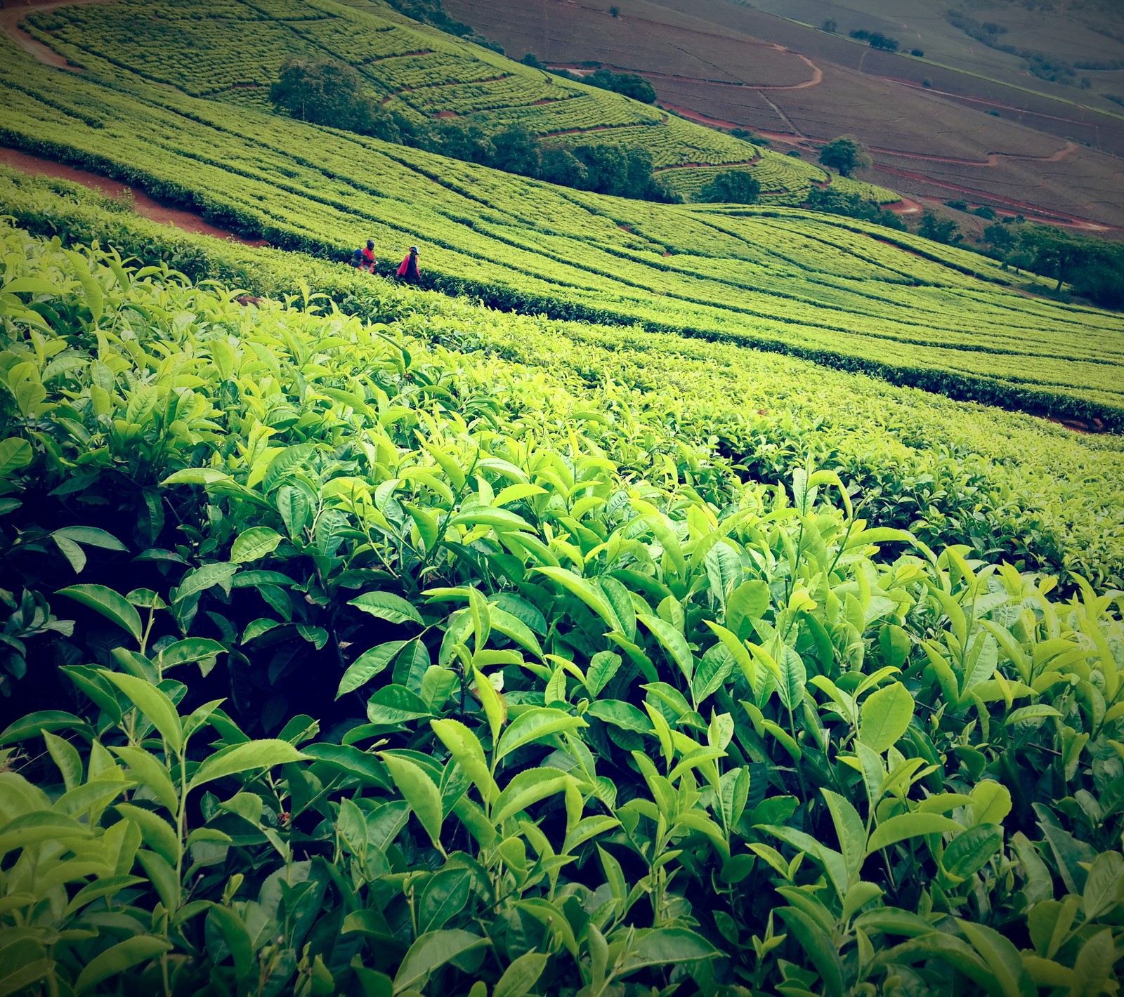 gondeni, limpopo, south africa, tea, venda Download Wallpaper