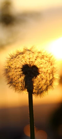 Löwenzahn-Silhouette gegen einen Sonnenuntergangshimmel