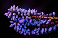 flor, púrpura, lavanda, violeta, planta