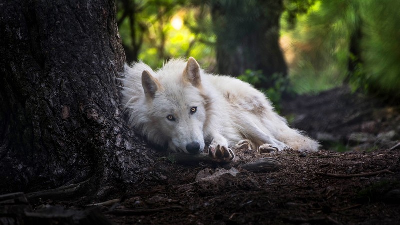 Белый волк лежит в лесу (арктический волк, canidae, швейцарская белая овчарка, собака, дикая природа)