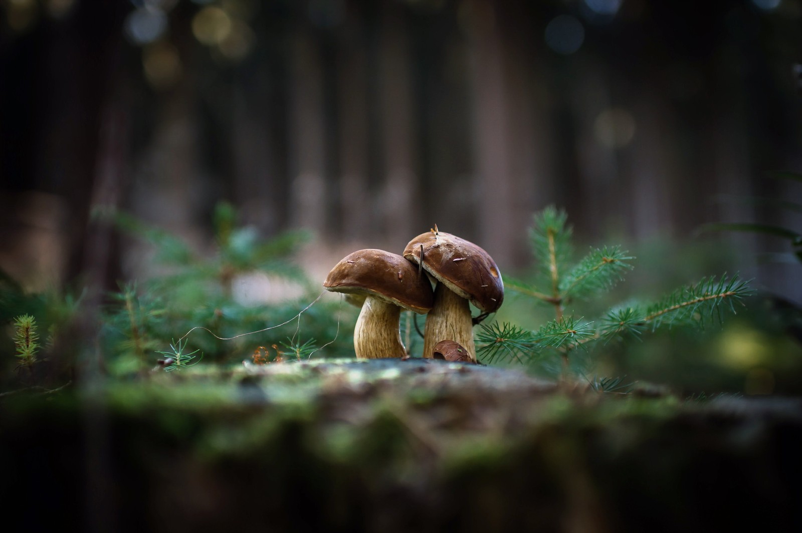 mushroom, penny bun, grasses, branch, grass Download Wallpaper