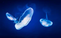 Méduses bioluminescentes glissant dans des eaux bleu profond