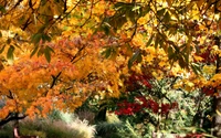 Vibrant Autumn Foliage with Maple Trees and Colorful Leaves