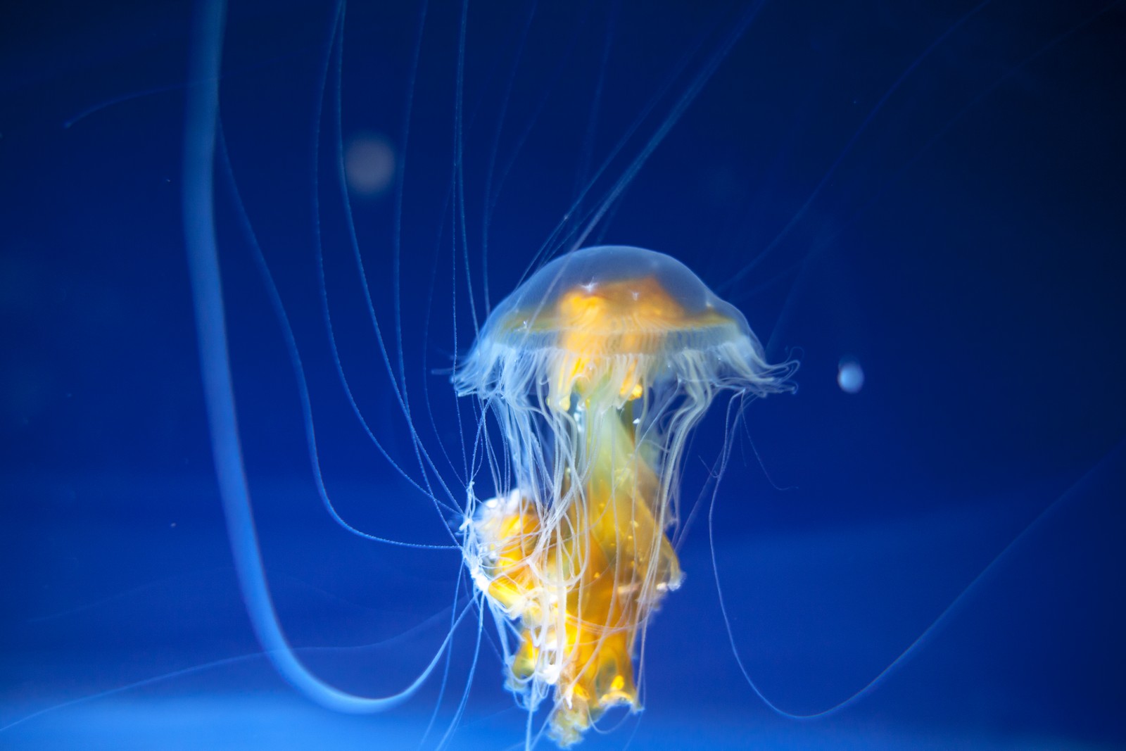 invertebrate, jellyfish, cnidaria, marine invertebrates, water wallpaper