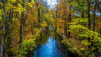 Automne doré : réflexions dans un cours d'eau tranquille