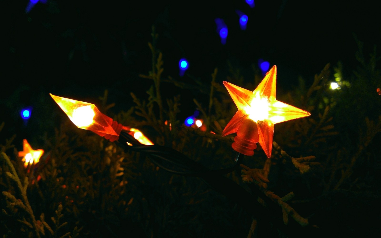 Estrelas iluminadas em um arbusto com luzes azuis e verdes (luz, iluminação, noite, escuridão, planta)