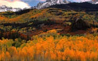 montagne, automne, nature, feuille, arbre