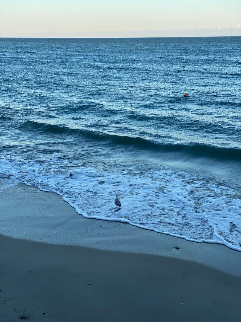 Птица стоит на пляже рядом с океаном (море, вода, наука, физика, водоем)