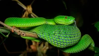 Mamba Esmeralda: Un reptil escamoso entre el follaje terrestre